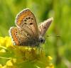 Aricia agestis